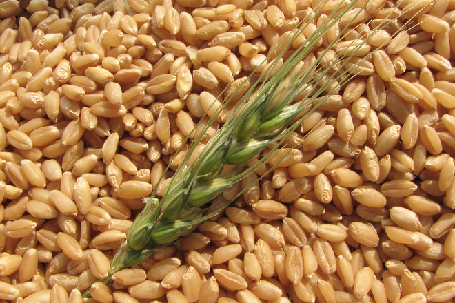 Лимецът, древната пшеница