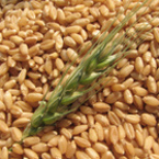 Лимецът, древната пшеница