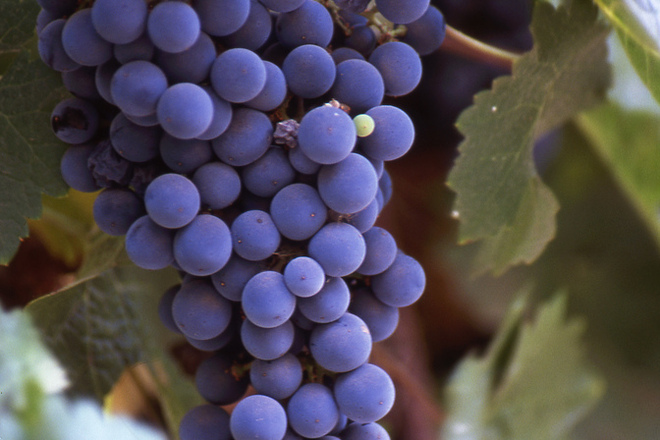Екстрактът от гроздови семена е по-ефективен от химиотерапия при напреднал рак?