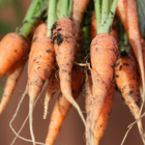 Помагат ли морковите да виждаме в тъмното