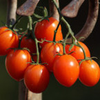 7 ползи от доматите