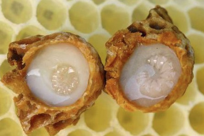 Пчелното млечице - храна за здраве