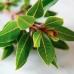 Лечебни и разкрасителни свойства на дафиновия лист