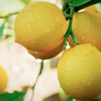 Девет невероятни приложения на лимона