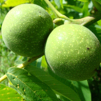 Зелени орехчета при бронхит и още много заболявания