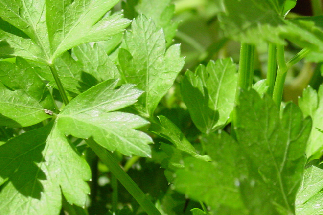 8 от най-полезните "зелени" билки и растения