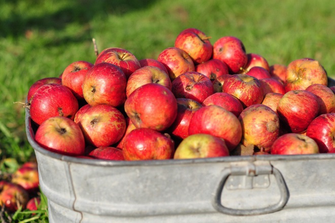 Ябълките предпазват от рак