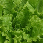 Medium zelena salata