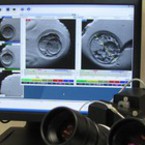 Вече и развиващите се ембриони са под 24-часово видеонаблюдение