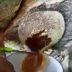 Medium kak se razryazva pchelna pita s nozh